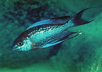 Cyathopharynx sp. 'neon streak' Kanoni